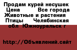 Продам курей несушек › Цена ­ 350 - Все города Животные и растения » Птицы   . Челябинская обл.,Южноуральск г.